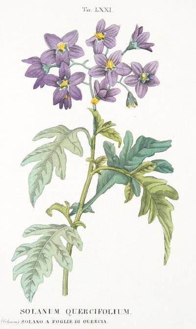 Solanum Quercifolium, plade LXXI, fra Antotrophy That is DeFiori Cultivation af Antonio Piccioli, pub. 1834 af Italian School